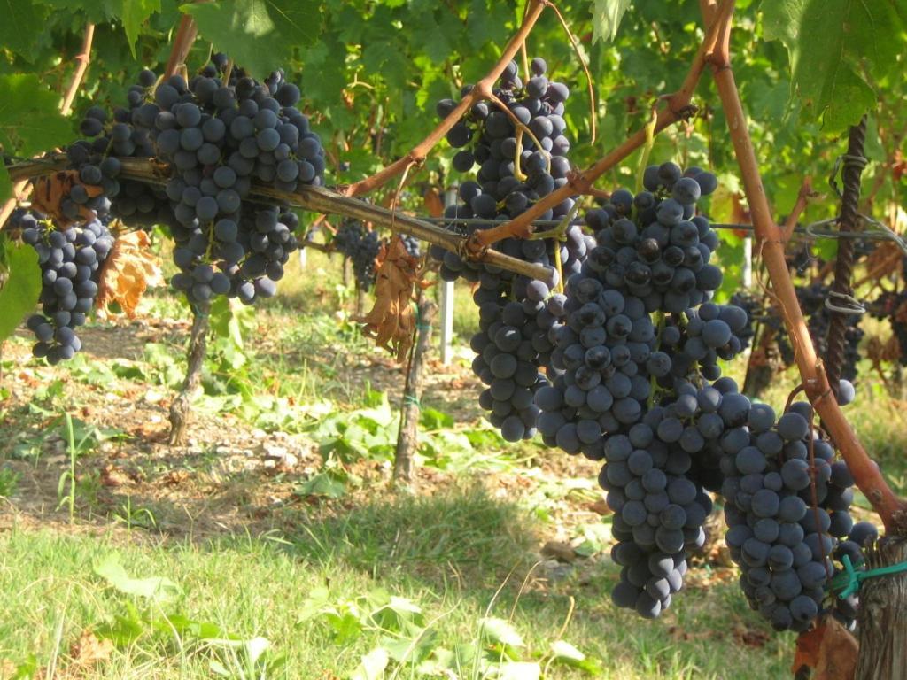 Fattoria Di Rignana Winery Bnb 그레베 인 키안티 외부 사진
